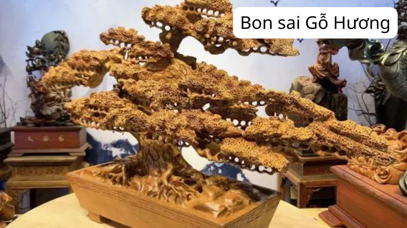 Bon sai Gỗ Hương