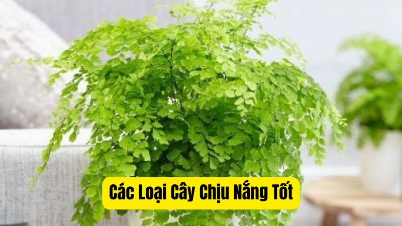 Các Loại Cây Chịu Nắng Tốt