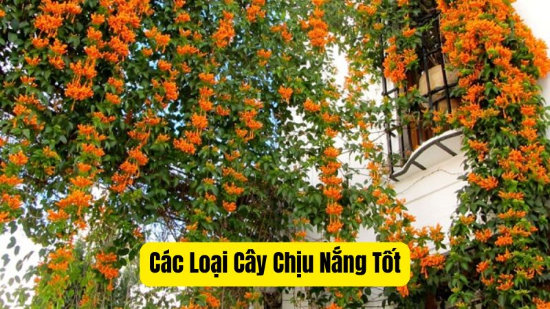 Các Loại Cây Chịu Nắng Tốt: Đẹp, Dễ Chăm Sóc và Bền Bỉ