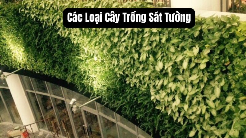 Các Loại Cây Trồng Sát Tường