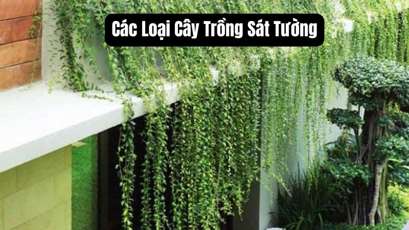 Các Loại Cây Trồng Sát Tường: Đẹp, Dễ Chăm Sóc và Bền Bỉ