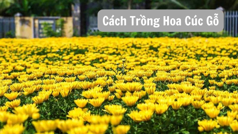 Cách Trồng Hoa Cúc Gỗ: Lợi Ích và Kỹ Thuật Cần Biết