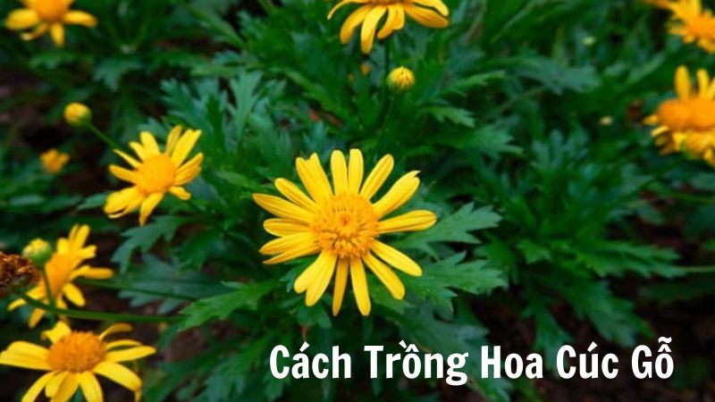 Cách Trồng Hoa Cúc Gỗ