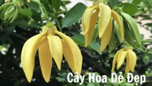 Cây Hoa Dẻ Đẹp: Biểu Tượng Của Vẻ Đẹp Tự Nhiên