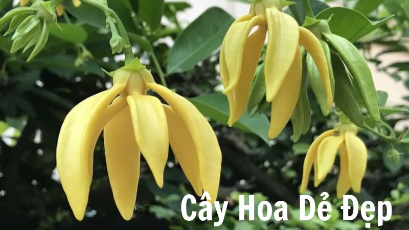 Cây Hoa Dẻ Đẹp: Biểu Tượng Của Vẻ Đẹp Tự Nhiên