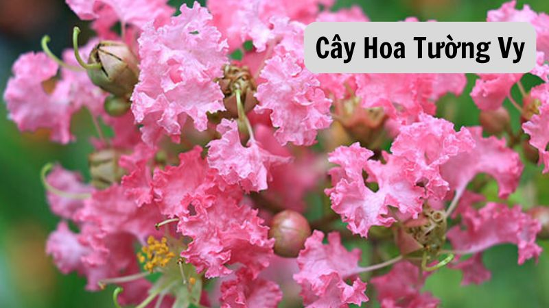 Cây Hoa Tường Vy: Nét Quyến Rũ Trong Mỗi Khu Vườn