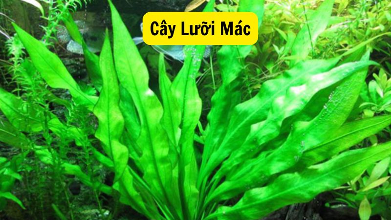 Cây Lưỡi Mác