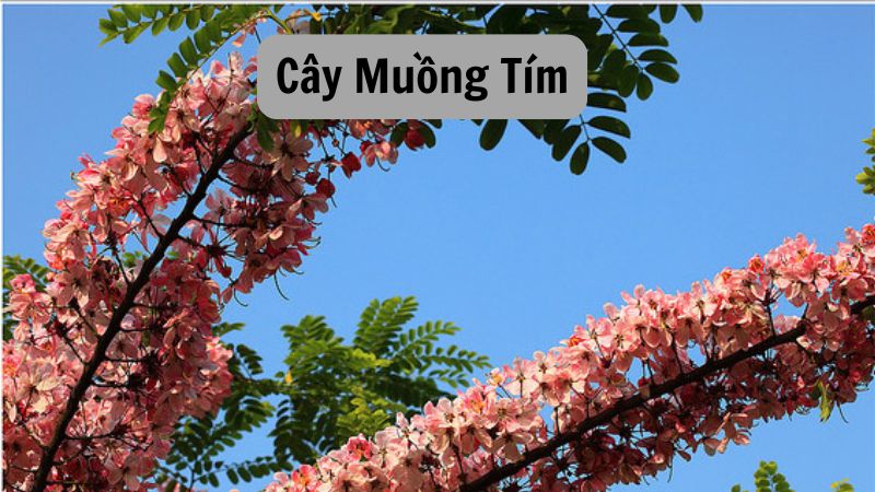 Cây Muồng Tím