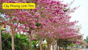 Cây Phong Linh Tím: Biểu Tượng Của May Mắn và Hy Vọng