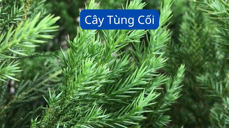 Cây Tùng Cối