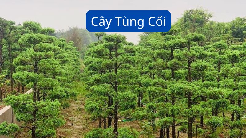 Cây Tùng Cối: Hướng Dẫn Từ A Đến Z Về Trồng Và Chăm Sóc