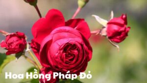 Hoa Hồng Pháp Đỏ: Đặc Điểm, Giống Loại Và Cách Chăm Sóc