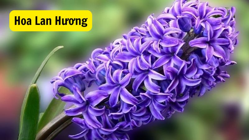 Cách Chăm Sóc Hoa Lan Hương Để Nở Hoa Đẹp