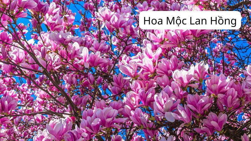 Cách Trồng Và Chăm Sóc Hoa Mộc Lan Hồng Đúng Kỹ Thuật