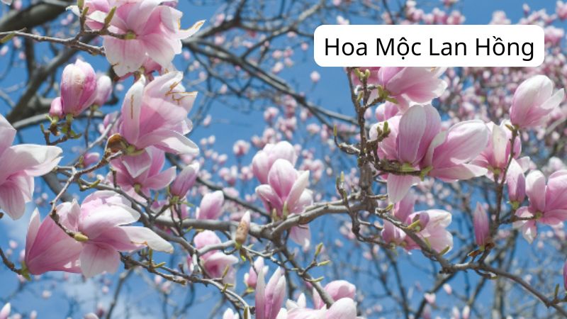 Hoa Mộc Lan Hồng