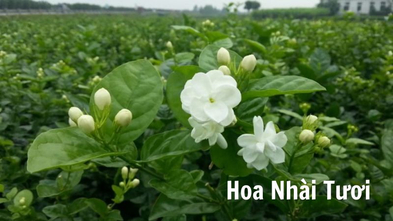 Hoa Nhài Tươi