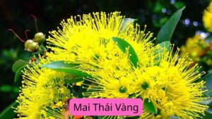 Mai Thái Vàng: Lựa Chọn Hoàn Hảo Cho Không Gian Sống