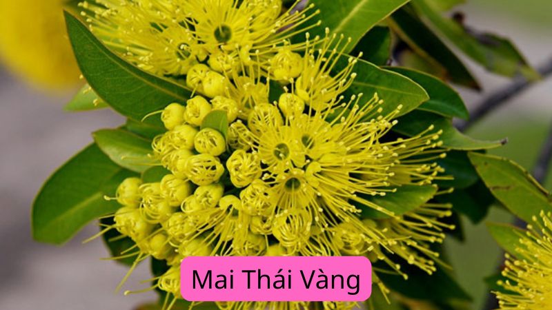 Mai Thái Vàng