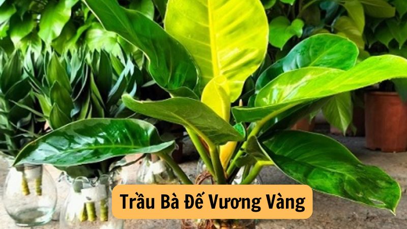 Trầu Bà Đế Vương Vàng