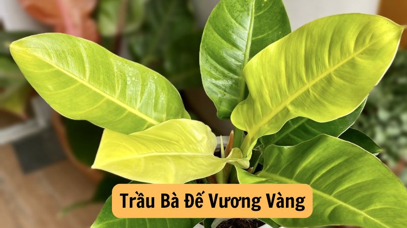 Các Loại Trầu Bà Đế Vương Vàng Phổ Biến và Đặc Điểm Của Chúng